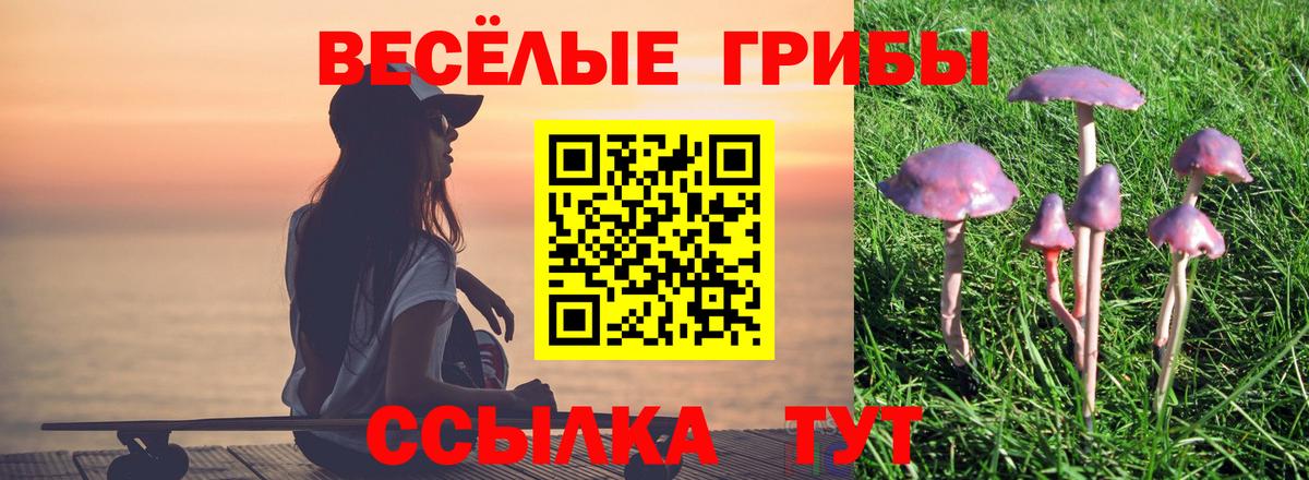 Галлюциногенные грибы Psilocybe Дальнегорск